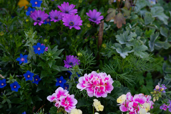 Ленивая клумба без рассады: 10 цветов, которые вырастут сами, если бросить семена в землю в апреле