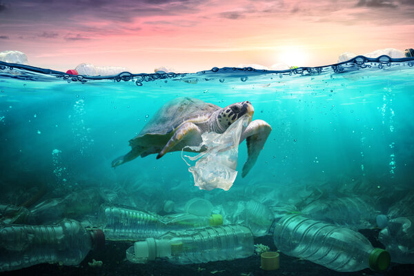 Проблемы экологии 2021