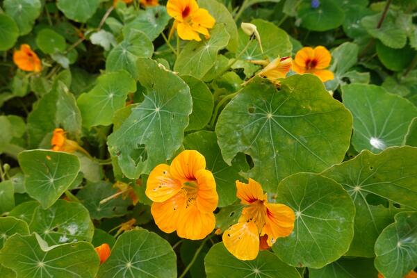 Пора позаботиться о клумбах на вашем участке: какие цветы можно сеять уже в апреле  