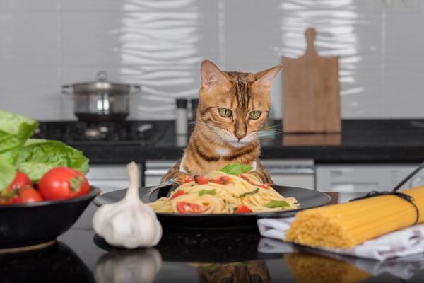 Что хорошо человеку, для котика — яд: ветеринар перечислил самые вредные продукты