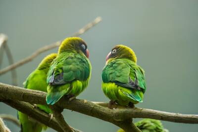 Почему птицы не падают, когда спят на ветке?