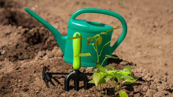 Секрет богатого урожая: лунный календарь огородника на июль 2026
