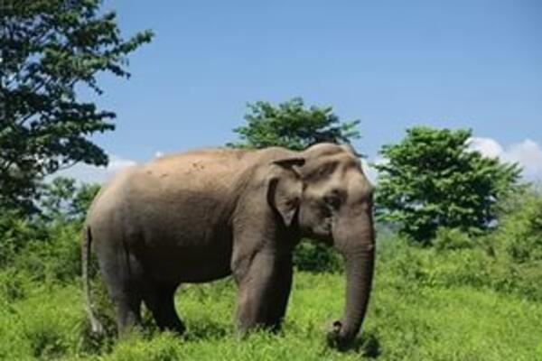 Слоны гуляют в тайских джунглях