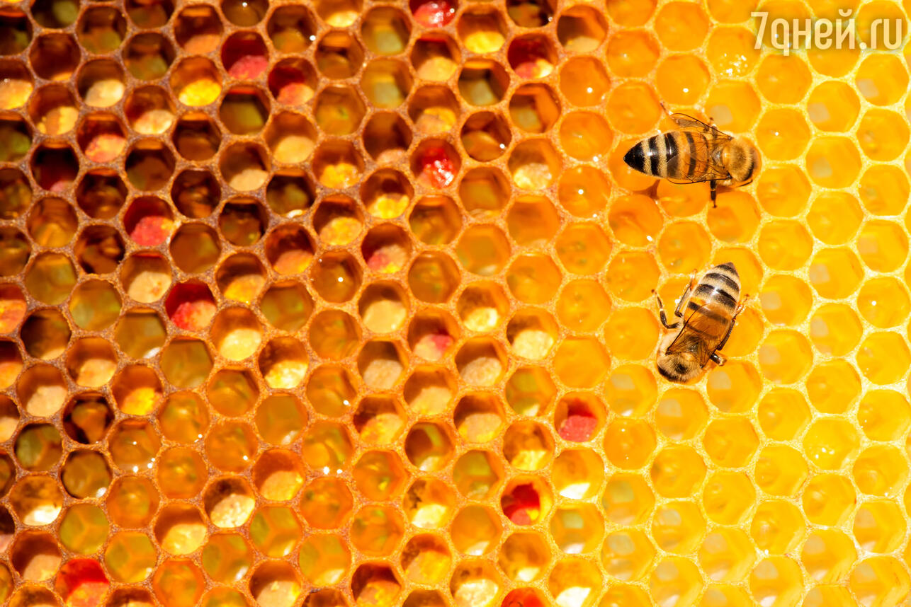 Укус пчелы в письку. Смотреть укус пчелы в письку онлайн