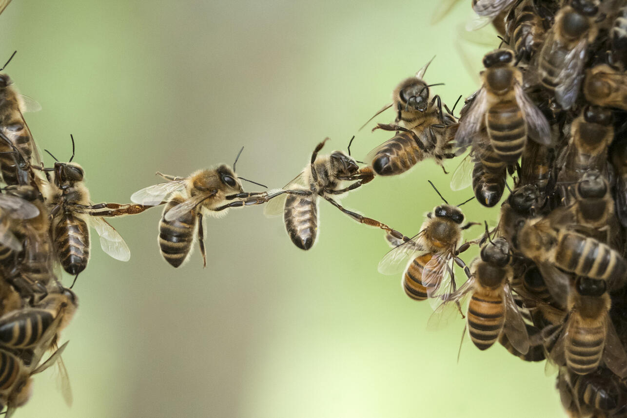 Лечение варикоза с помощью пчел - апитерапия