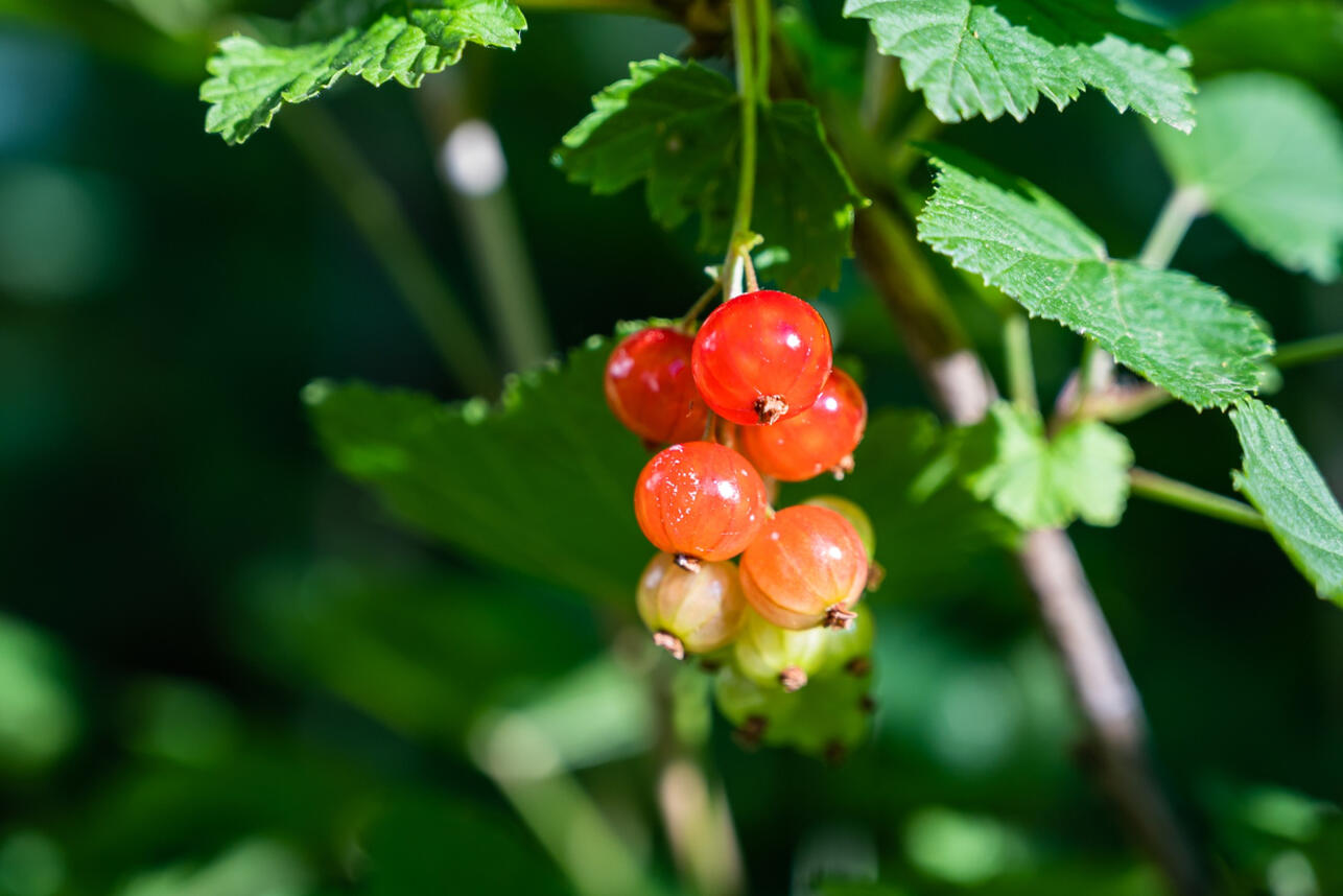 РЁРѕРєРѕРІР&deg;СЏ С&sbquo;Р&micro;СЂР&deg;РїРёСЏ РґР&raquo;СЏ СЃР&deg;РґР&deg;: РєРёРїСЏС&sbquo;РѕРє РІ Р&deg;РїСЂР&micro;Р&raquo;Р&micro; РіР&deg;СЂР&deg;РЅС&sbquo;РёСЂСѓР&micro;С&sbquo; СЂР&micro;РєРѕСЂРґРЅС&lsaquo;Р№ СѓСЂРѕР&para;Р&deg;Р№ СЃРјРѕСЂРѕРґРёРЅС&lsaquo;