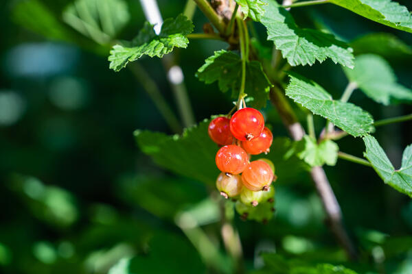 Шоковая терапия для сада: кипяток в апреле гарантирует рекордный урожай смородины