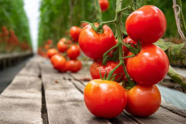 Семена раскупают за часы: 15 лучших сортов томатов, за которыми охотятся дачники