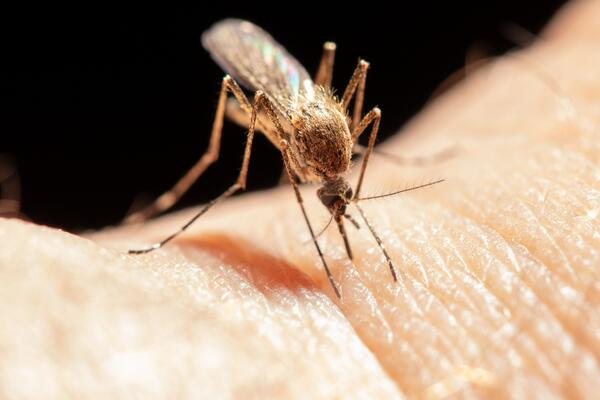 Как защититься от комаров на даче: лучшие средства и лайфхаки