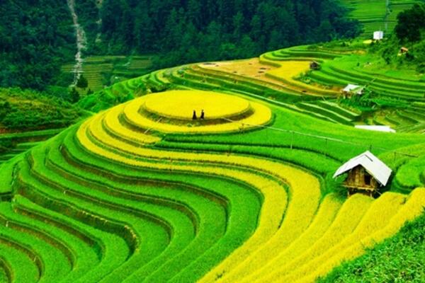 Вот это размах! Рисовое поле во Вьетнаме