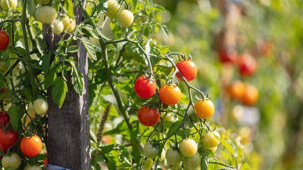 Забудьте&nbsp; о рассаде на подоконниках: 3 способа получить томаты уже в июне