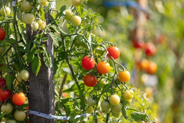 Забудьте о рассаде на подоконниках: 3 способа получить томаты уже в июне