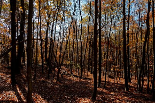 Вильфанд рассказал, ждать ли минусовые погодные аномалии в России в октябре