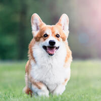 Мама, подари мне собаку: как выбрать породу, если у вас есть дети