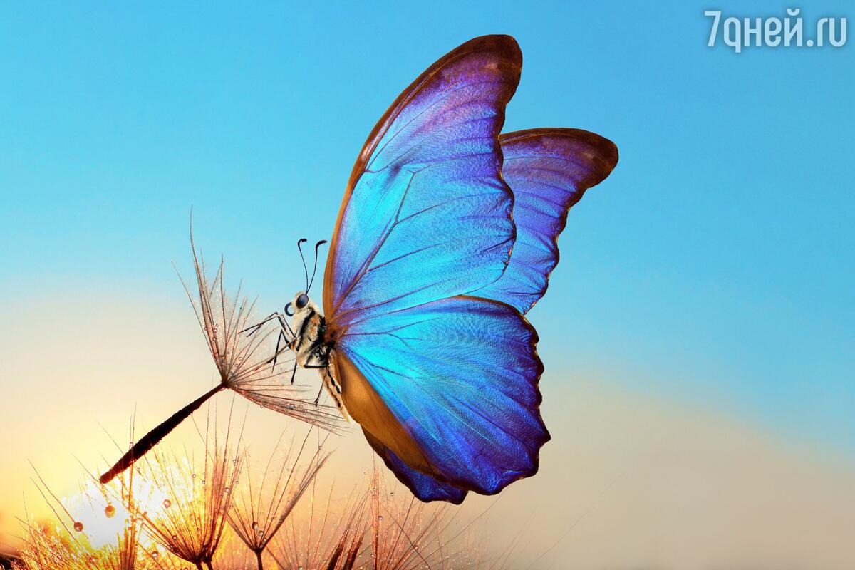 🦋К чему снятся бабочки - к известию или большой любви?