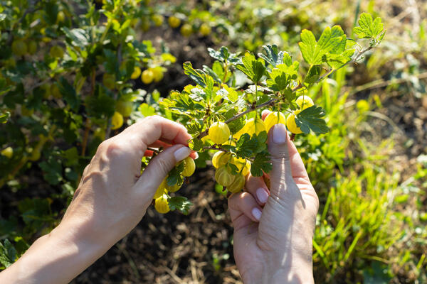 Ягоды будут размером со сливу: как спасти старые кусты крыжовника весной и летом