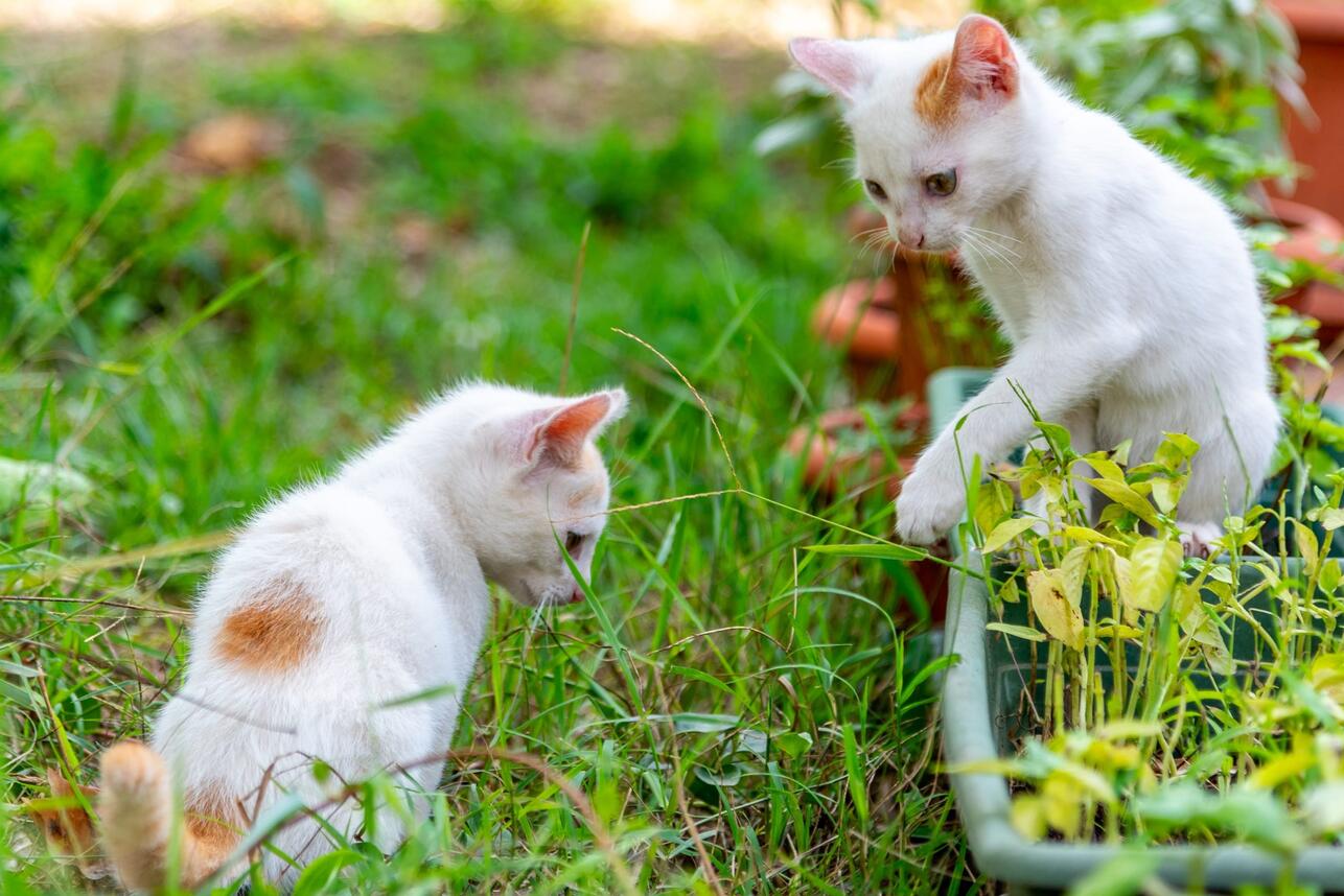 РљР&deg;Рє РїСЂРѕРіРЅР&deg;С&sbquo;СЊ СЃРѕСЃР&micro;РґСЃРєРёС&hellip; РєРѕС&sbquo;РѕРІ-С&hellip;СѓР&raquo;РёРіР&deg;РЅРѕРІ СЃ РІР&deg;С&euro;Р&micro;РіРѕ СѓС&Dagger;Р&deg;СЃС&sbquo;РєР&deg;, РЅР&micro; РїСЂРёР&plusmn;Р&micro;РіР&deg;СЏ Рє РєСЂР&deg;Р№РЅРёРј РјР&micro;СЂР&deg;Рј