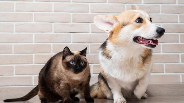 Родные звери: стали известны самые популярные клички кошек и собак