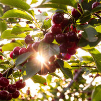 Лайфхак: как веревка и бутылка могут помочь при сборе урожая в саду