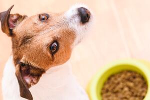 Как выбрать сухой корм для собаки: инструкция для владельцев