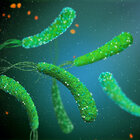 ����� ����������� ������ �� �������� � ���� �������: ������������ �������