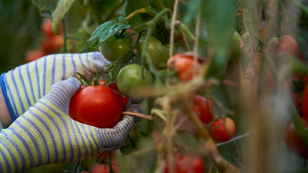 Чем&nbsp; подкормить помидоры, чтобы ветки ломились от урожая — собирать будете ведрами