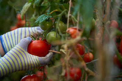 Чем подкормить помидоры, чтобы ветки ломились от урожая — собирать будете ведрами