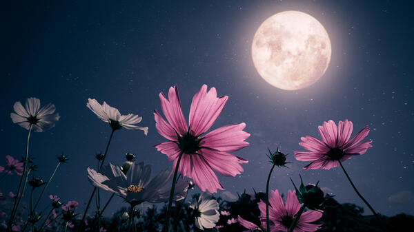 Цветочная Луна: знаки зодиака, которые в Полнолуние 23 мая вытянут счастливый билет у судьбы