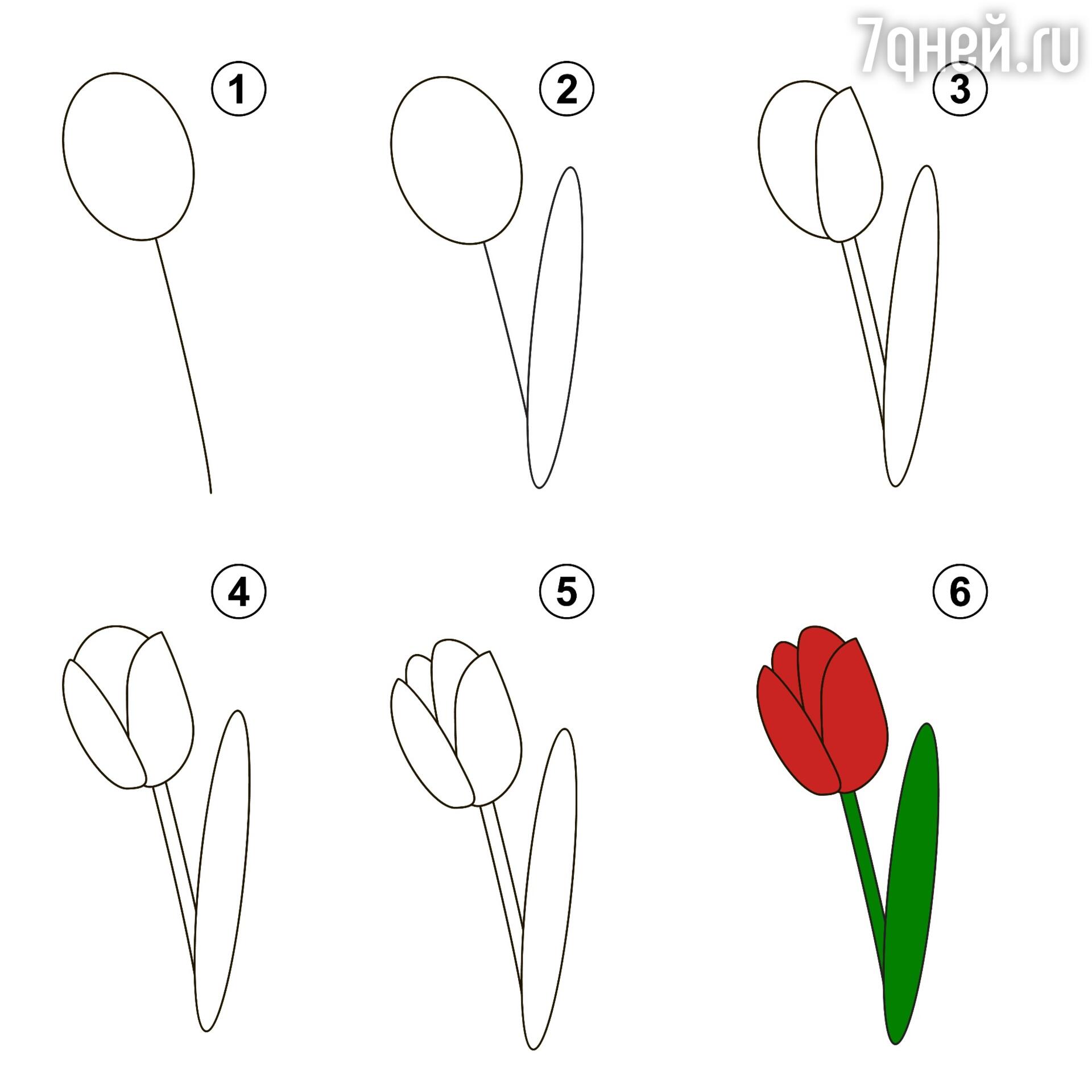 Как рисовать тюльпан легко
