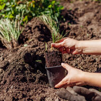 Забудьте про календарь и смотрите на сирень: как правильно высаживать рассаду цветов после заморозков