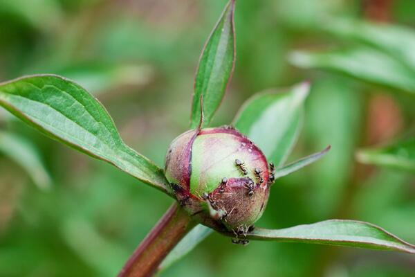 Никакой химии: как избавиться от тараканов и муравьев без отравы
