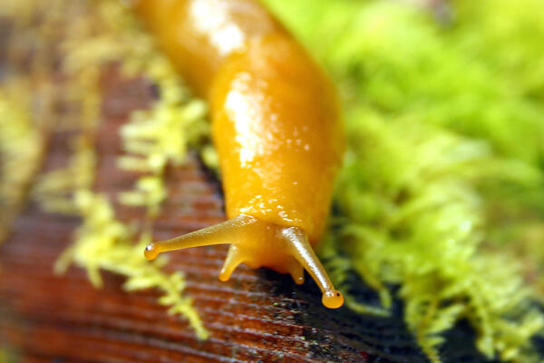 Как правильно избавляться от слизней на огороде осенью — лучшее время для атаки