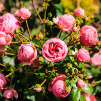 Не спешите снимать укрытие: роковая ошибка, из-за которой розы и гортензии гибнут именно весной