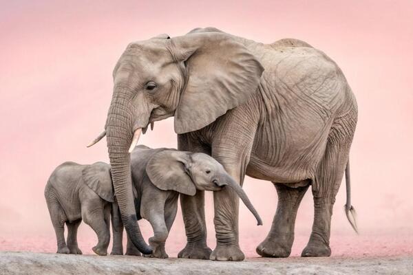 Грозные великаны и ядовитые малютки: самые сильные и опасные животные планеты 