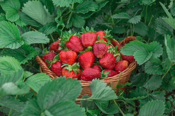 Секрет: как сделать клубнику сладкой, как мед  