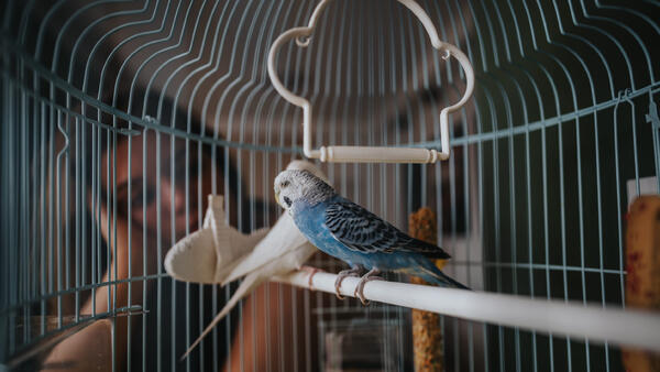 Дом для крыльев: как выбрать клетку для попугая и не пожалеть через месяц