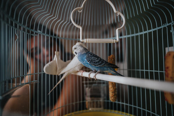 Дом для крыльев: как выбрать клетку для попугая и не пожалеть через месяц