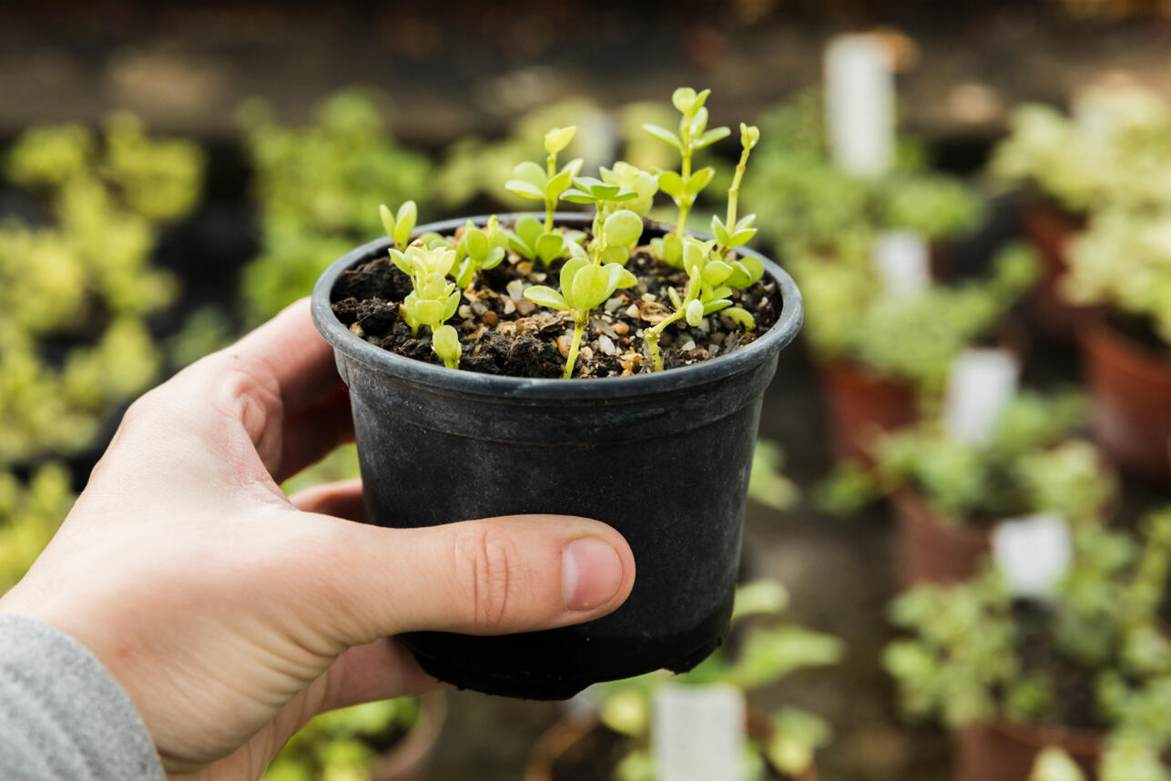Дед Егор показал, как превратить «ниточки» рассады в мощные стволы: нужен всего один копеечный раствор Дед Егор показал, как превратить «ниточки» рассады в мощные стволы: нужен всего один копеечный раствор