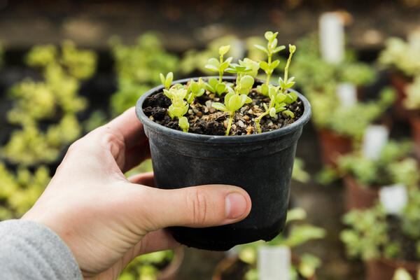 Дед Егор показал, как превратить «ниточки» рассады в мощные стволы: нужен всего один копеечный раствор