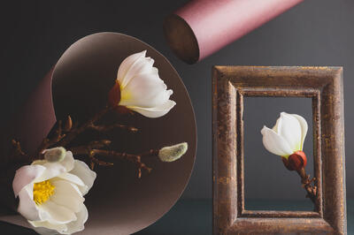 Магнолия или форзиция: как правильно выбрать цветущие ветки для декора дома