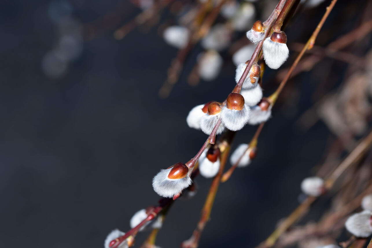 Р&rdquo;РѕР&para;РґСЊ РёР&raquo;Рё СЃРѕР&raquo;РЅС&dagger;Р&micro;? РЎРёРЅРѕРїС&sbquo;РёРє РџРѕР&middot;РґРЅСЏРєРѕРІР&deg; СЂР&deg;СЃСЃРєР&deg;Р&middot;Р&deg;Р&raquo;Р&deg;, РєР&deg;РєРѕР№ Р&plusmn;СѓРґР&micro;С&sbquo; РїРѕРіРѕРґР&deg; РЅР&deg; Р&rsquo;Р&micro;СЂР&plusmn;РЅРѕР&micro; РІРѕСЃРєСЂР&micro;СЃР&micro;РЅСЊР&micro;