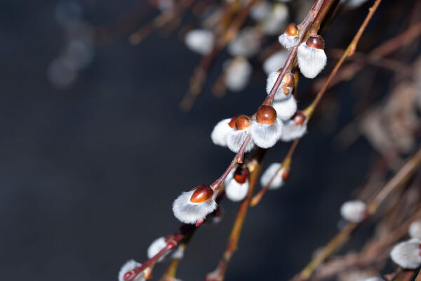 Дождь или солнце? Синоптик Позднякова рассказала, какой будет погода на Вербное воскресенье