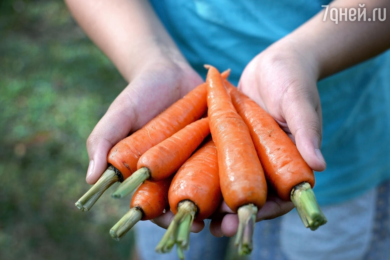 К чему снится морковь. фото