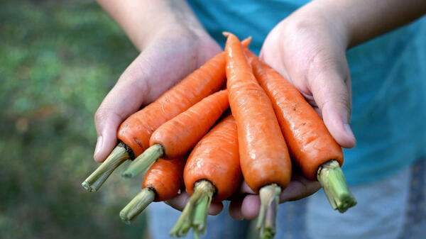 К чему снится морковь
