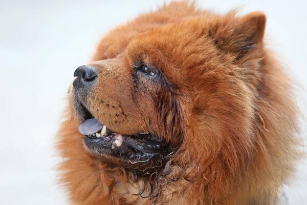 Собаки-чистюли: лучшие породы для тех, кто не переносит грязь в квартире  