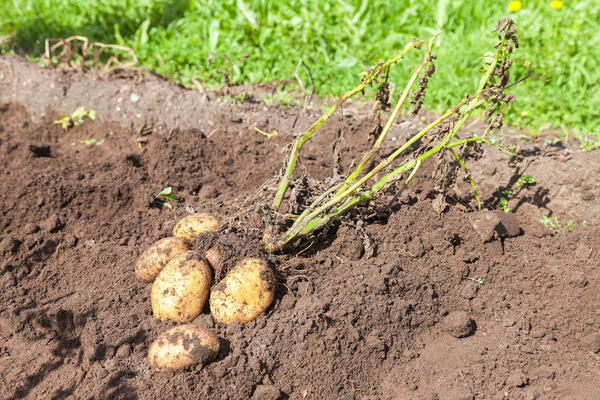 Как обработать грядки осенью, чтобы избавиться от фитофторы — помогут огонь, мороз и горчица