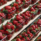 С нитратами или нет? Как проверить апрельскую клубнику на химикаты