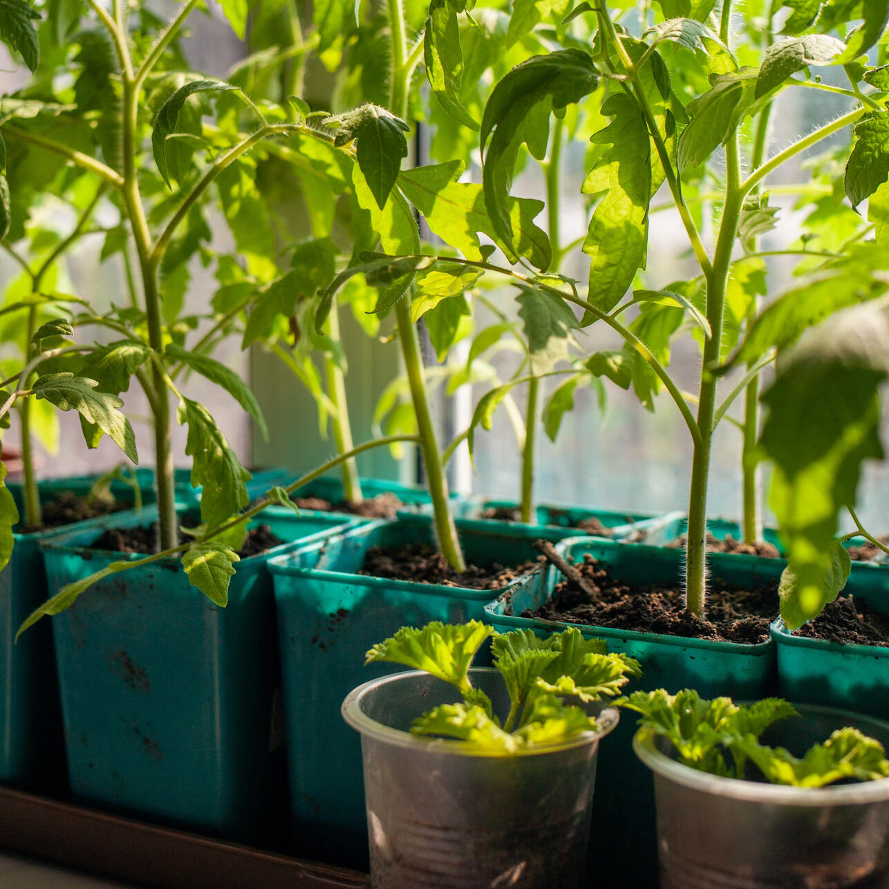 Секрет грязного пальца и бумага от потопа: 5 способов, чтобы спасти рассаду томатов в апреле Секрет грязного пальца и бумага от потопа: 5 способов, чтобы спасти рассаду томатов в апреле