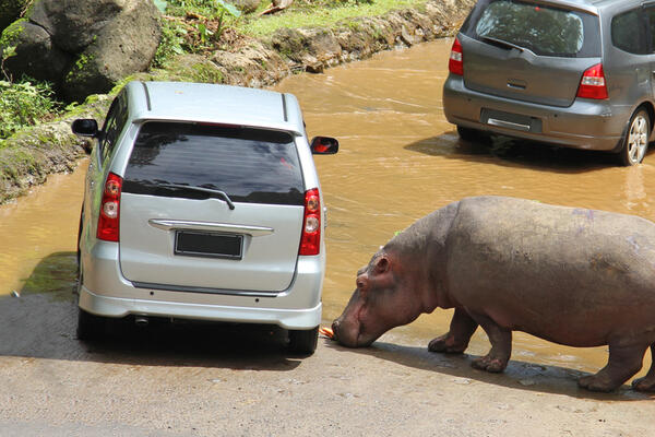 Гиппопотам протаранил автомобиль