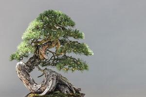 В Японии украли 400-летнее дерево бонсай стоимостью 100 тысяч долларов